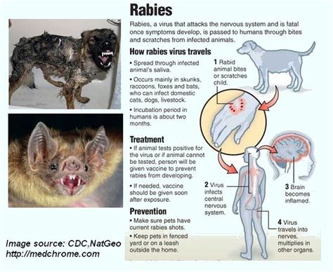 Guidelines should be followed for recommendations for Rabies in your state